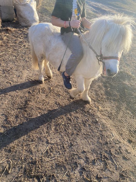 Sprzedam kucyka ogierka