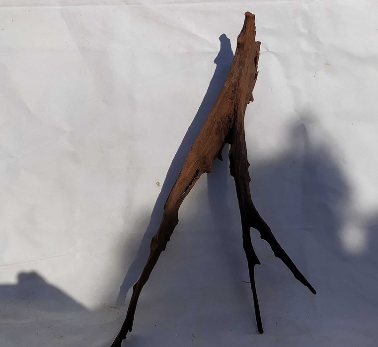 Korzeń mangrowca o ciekawym kształcie-duży