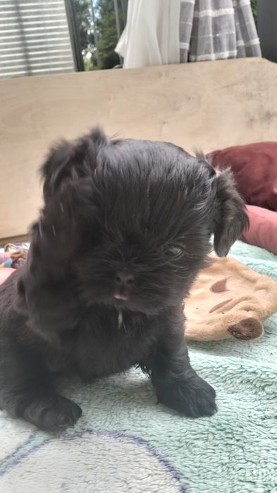 Shih Tzu czarniutkie maleństwo
