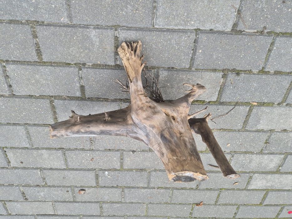 Korzeń do akwarium