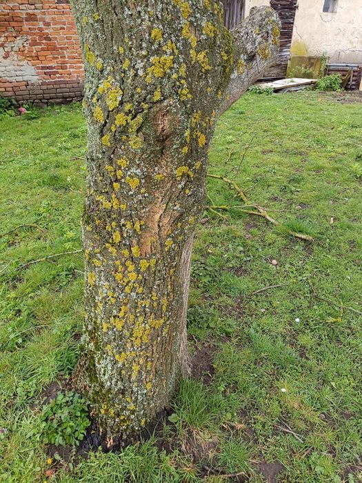 Drzewo orzech włoski