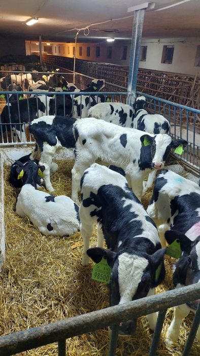 Cielęta byczki.  mcb. Holsztyn