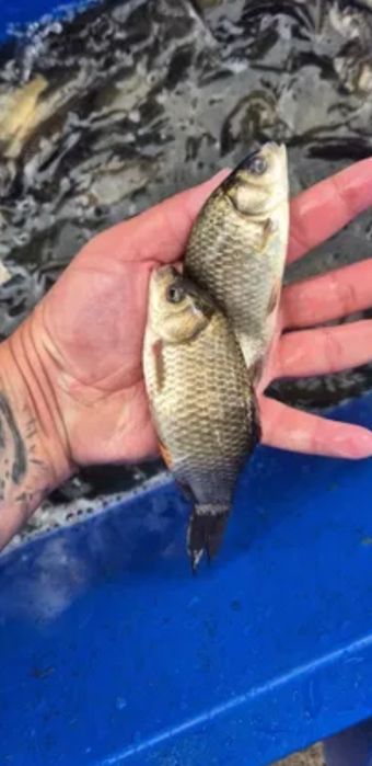 Narybek karaśa/japonica