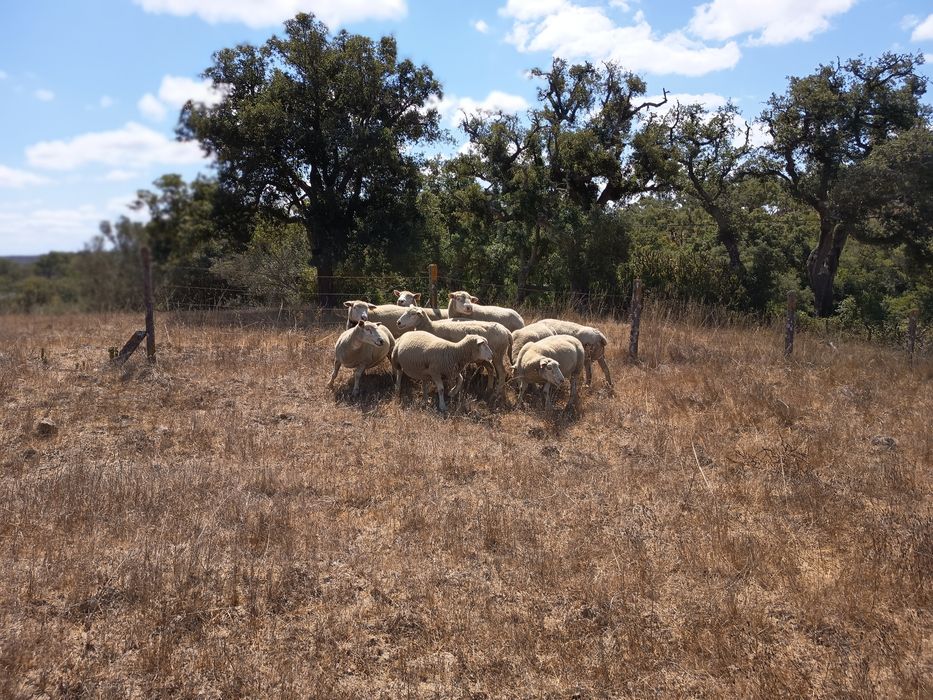 Vende -se pequenos rebanho de ovelhas