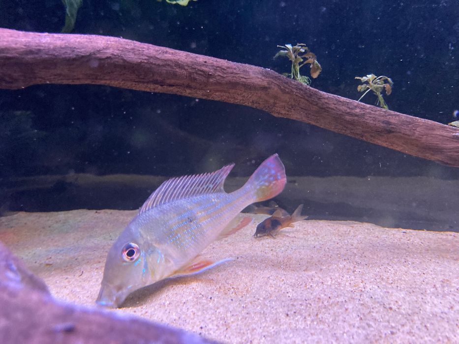 Geophagus Altifrons