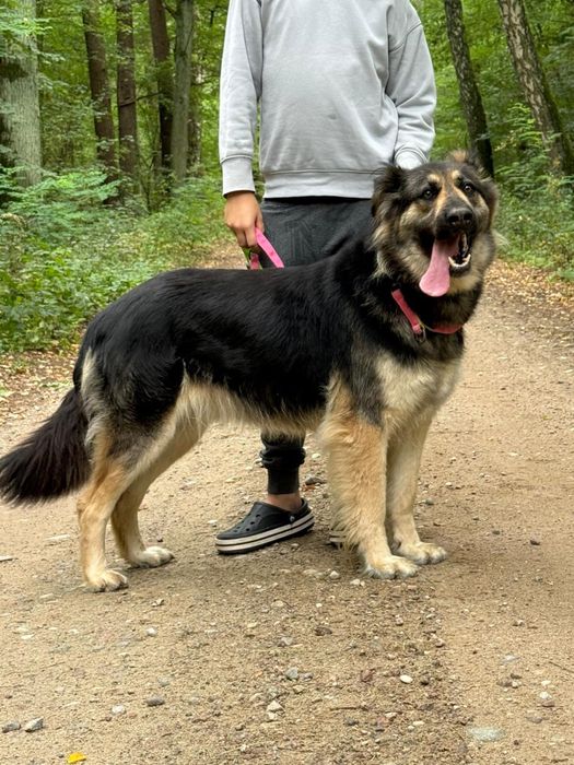 Lilith – puchata przytulanka w typie owczarka szuka swojego człowieka.