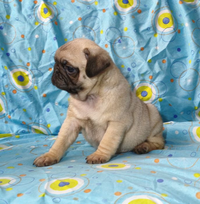 Pug carlin macho