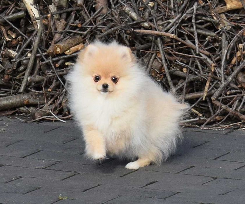 Lilo- maleńka suczka Pomeranian gotowa na nowy dom