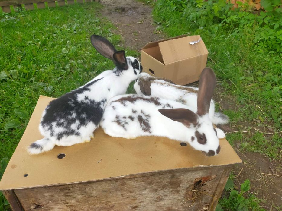 Кролі породи Німецький строкатий велетень . Шиншила .