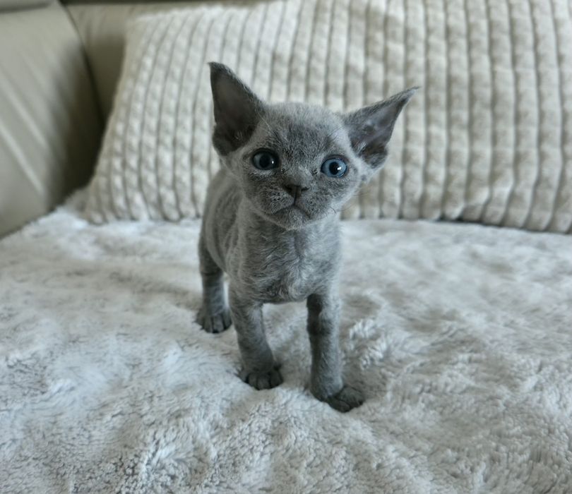 Devon Rex - Dostępna Niebieska  Dziewczynka - Trójmiasto
