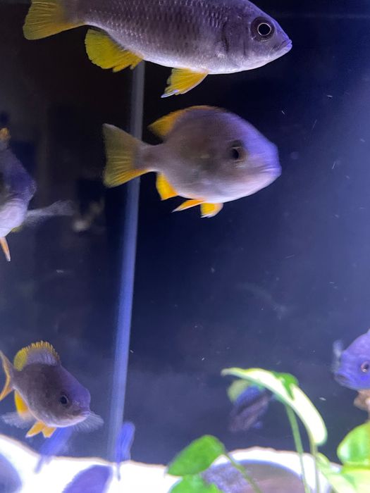 Pyszczaki Malawi borleyi 7-9 cm