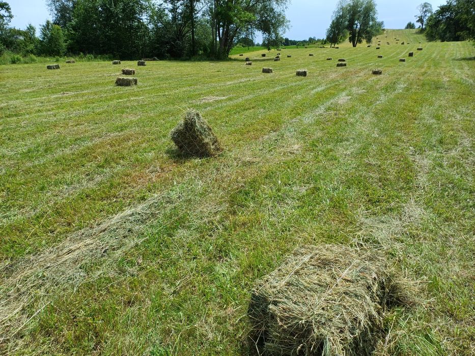Siano kostka tegoroczne bezdeszczowe