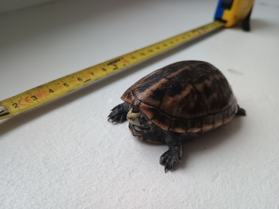 Młody  samiec Kinosternon baurii kuzyn Sternotherus żółw wonny