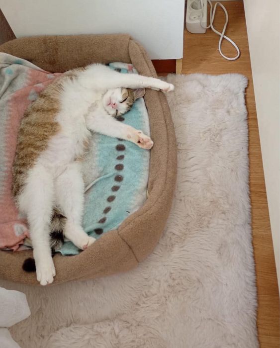 Leo - kocurek do adopcji!