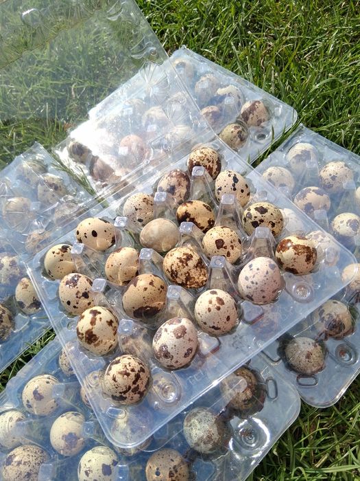 Świeże jajka przepiórcze