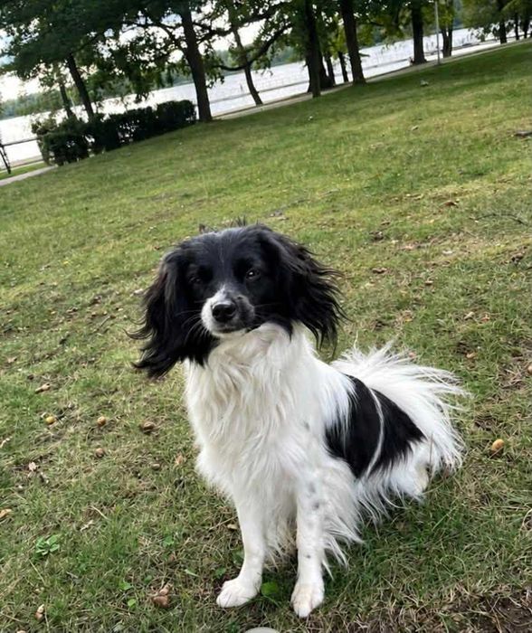 Spaniel kontynentalny miniaturowy, phalene (papillon), ZKwP, FCI, suczka