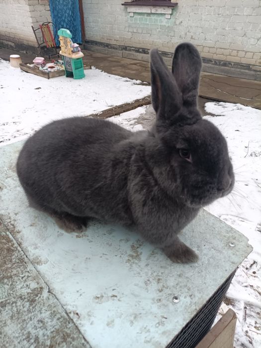 Кролики Віденська Блакитна, Бургундці НЗК НЗБ