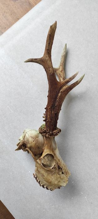 Ріжки козлика дикокого