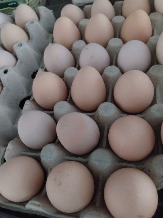 Jajka wiejskie nadwyzka