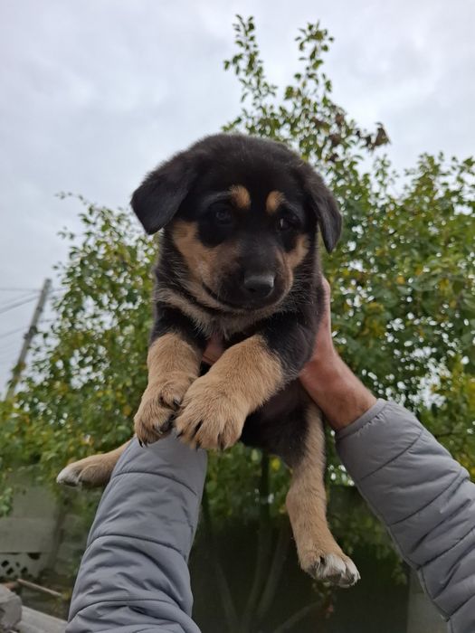 Продам щенков немецкой овчарки чистокровные