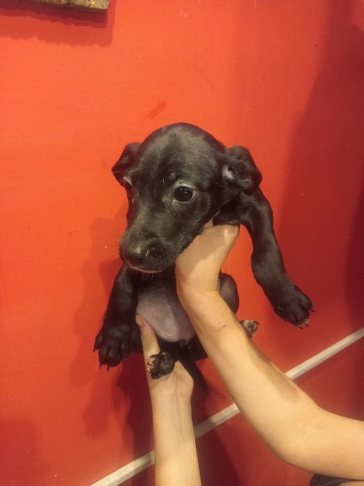 Долматинка манюня