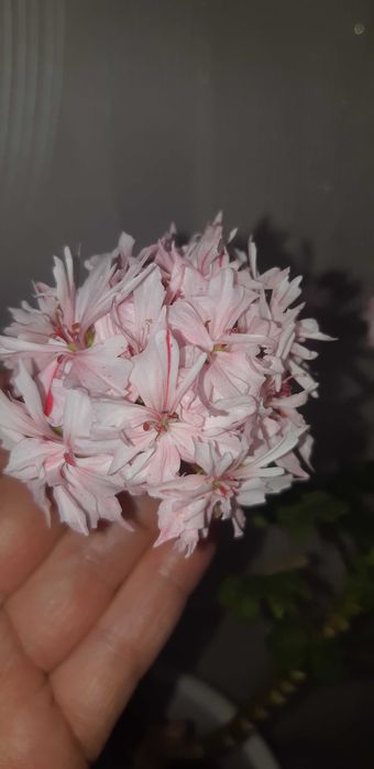 Пеларгонія стелар свіжозріз з квіткою Rihard Hodgston