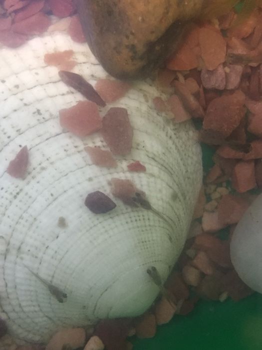 Рибкі ГУППІ.