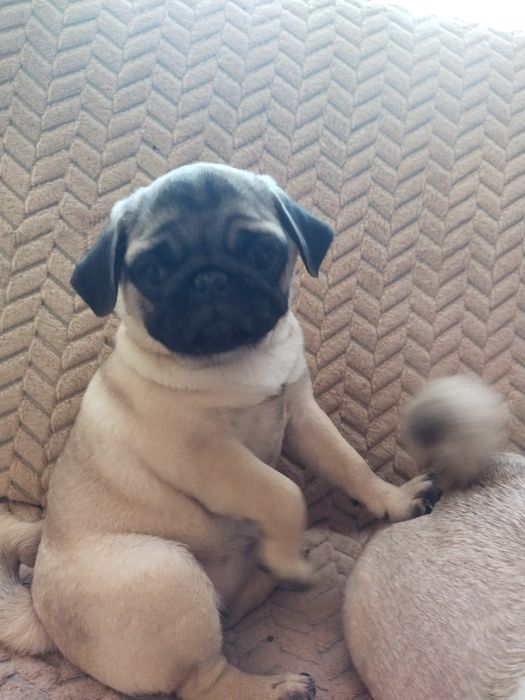 Шикарная шиложопая девочка с документами клуба УКФ