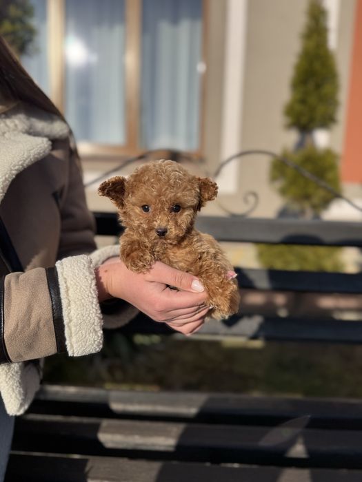 Чарівні Мальтіпу Ф1/Ф2