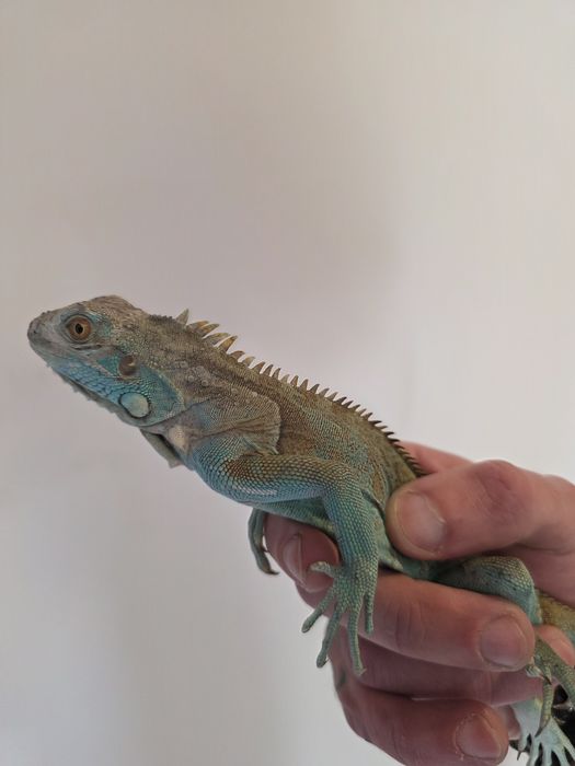 Jaszczurka rozne kolory