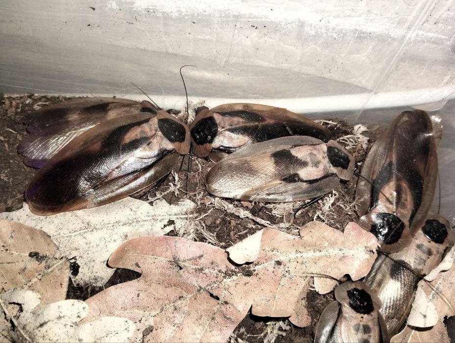 Отдам тараканов Мертвая голова Blaberuc craniifer