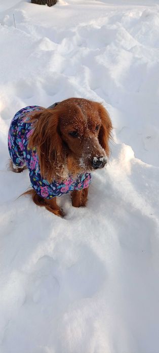 Шукаю дівчинку для в'язки кокер спанієль. Хлопець 1,6 років