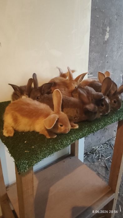 Króliki mieszańce