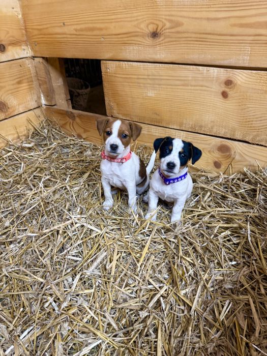 Jack Russell Terrier