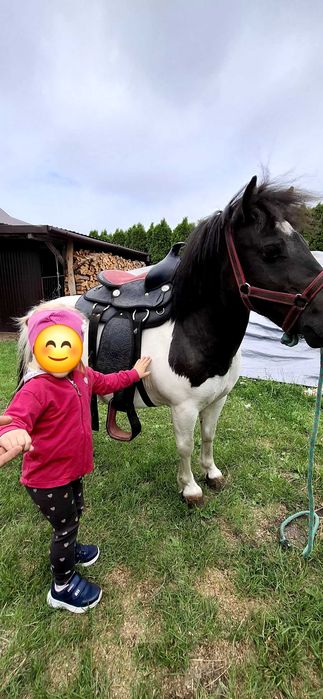 Klacz kucyka mini szetland kuc pod siodło