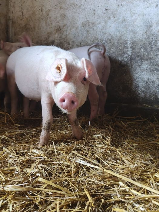 Prosięta  – PBZ – zdrowe, zadbane,  10 sztuk