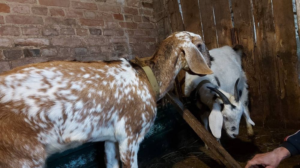 Зааненские  100% и нубийские кокозы