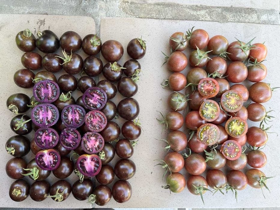 Насіння Чорного томату. Фіолетовий томат. Рідкісний томат!