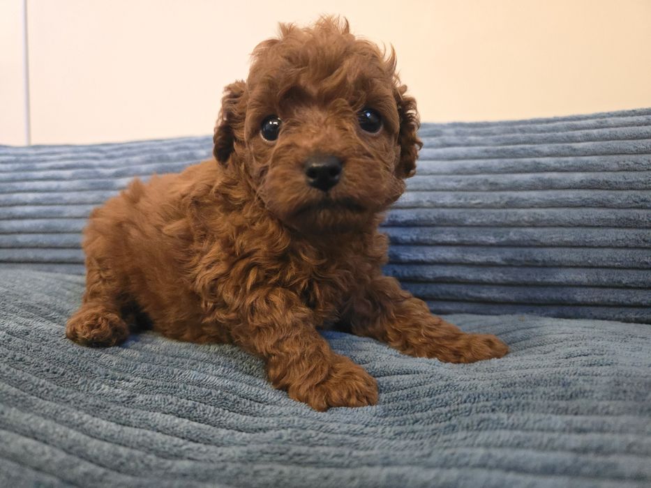 Cavapoo sunia  cavapoo brązowa f1b