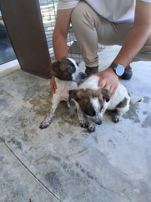 Cachorrinhas mistura cão de gado