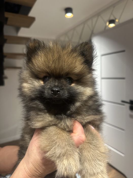 Pomeranian miniaturka