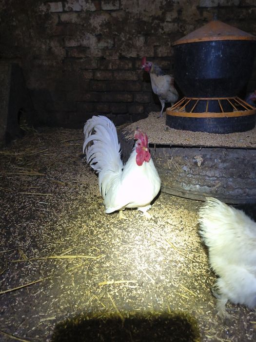 Chabo biały kogucik