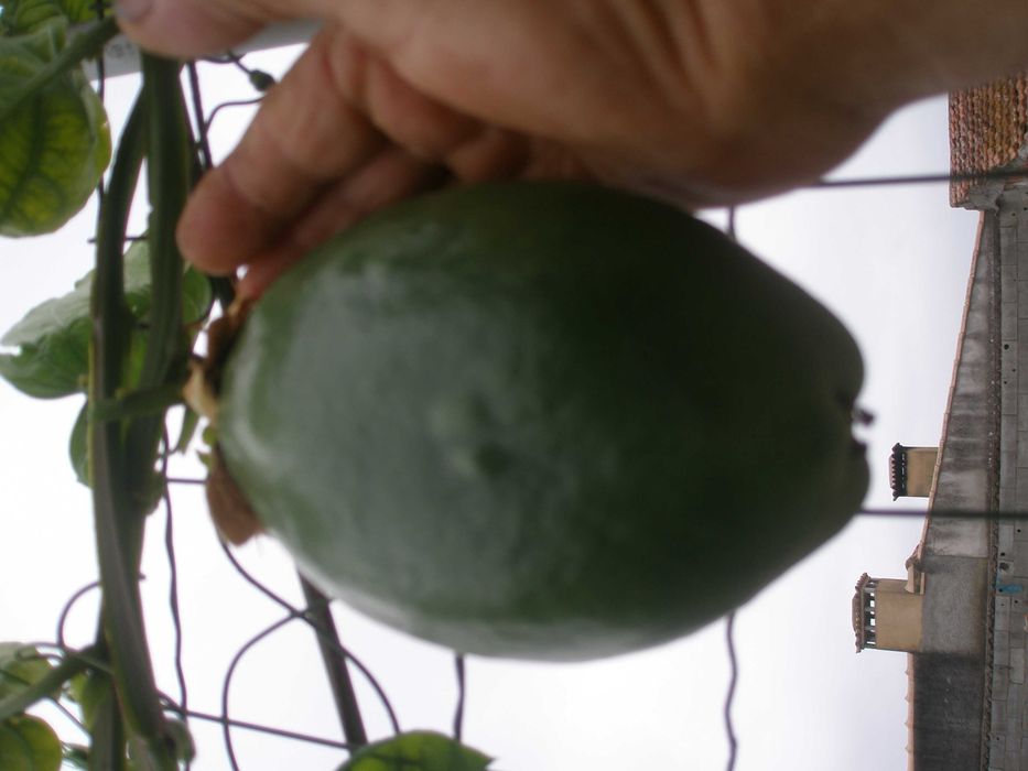 plantas de maracuja  alata amarelo gigante