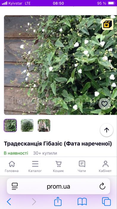 Традисканція «фата нареченоі»