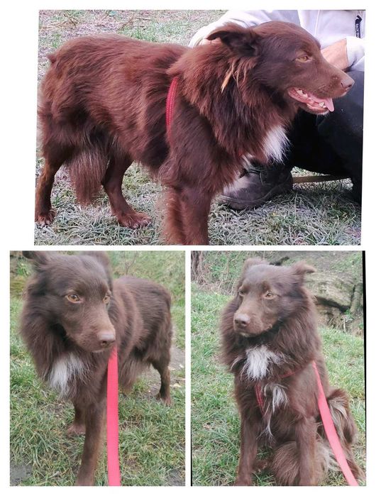 Молодой пёсик в хорошие руки