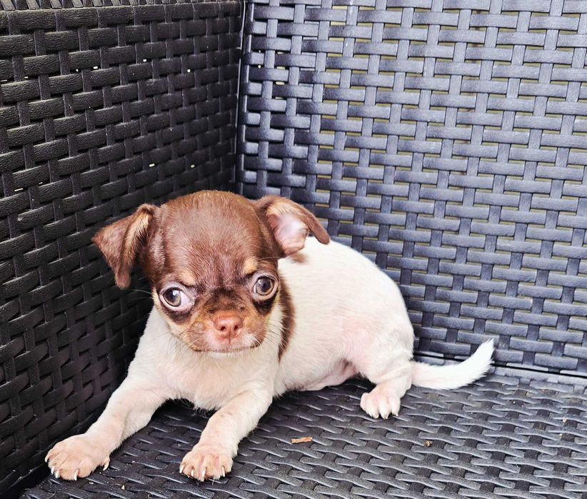 Chihuahua Macho cor Choco Pied bem pequenino