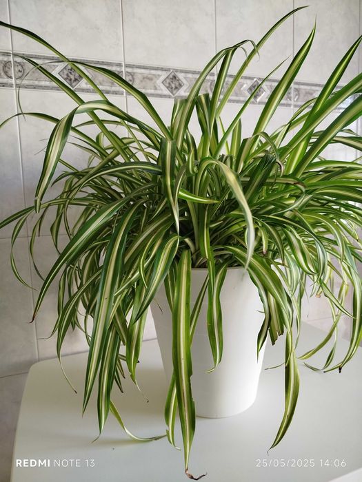 Vaso com planta Chlorophytum