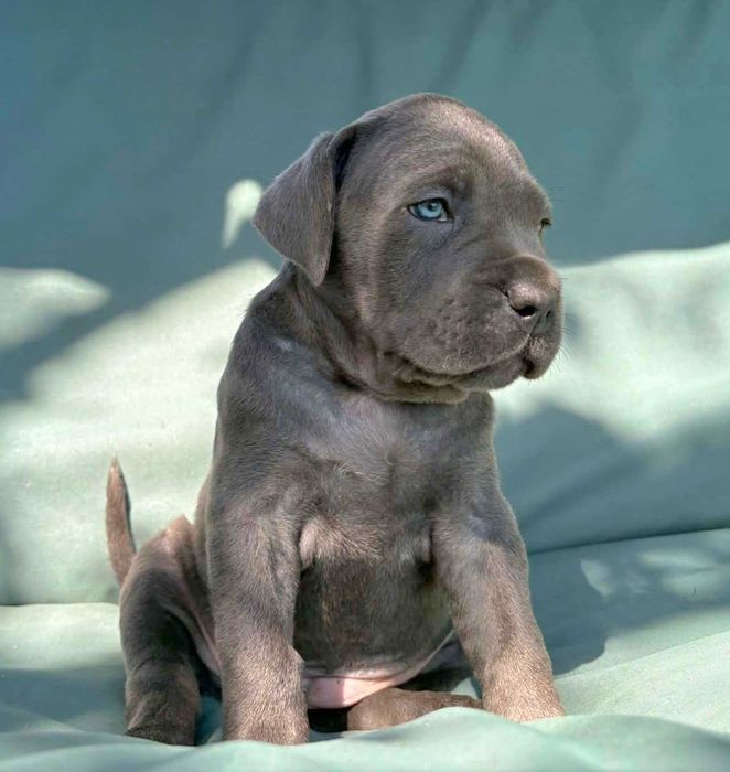 Cane Corso szczeniak  ZKwP (FCI)
