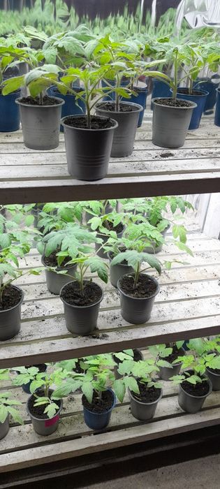 Приймаю замовлення на розсаду