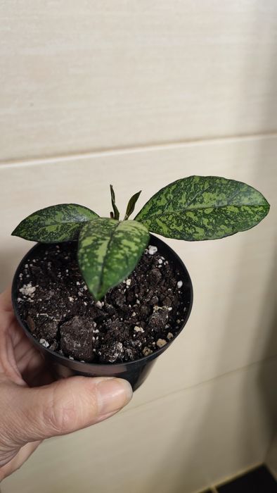 Hoya Crassipetiolata Splash